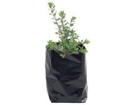 Poly Nursery Sapling Bags 