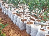 Poly Nursery Sapling Bags 